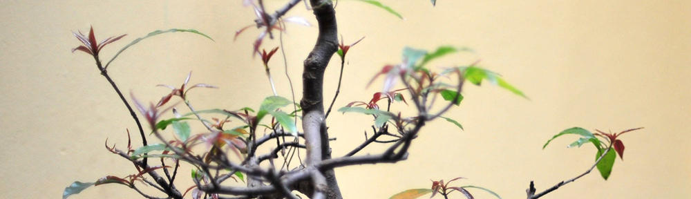 Pannon Német Juhászkutya Egyesület